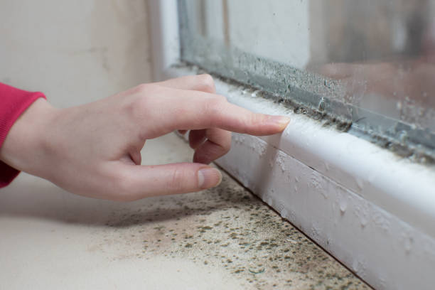 Best Forensic Mold Investigation  in Pine Valley, CA