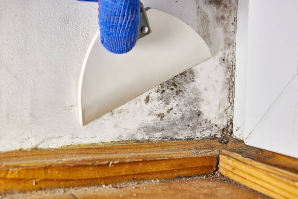 Biohazard Mold Removal in Pine Valley, CA